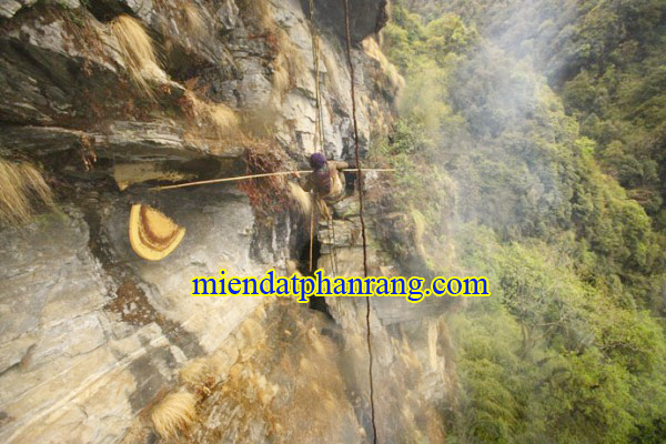 mật ong núi rừng phan rang